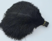 Coloured Ostrich Feathers