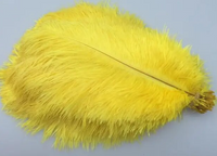 Coloured Ostrich Feathers