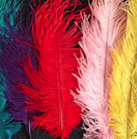 Coloured Ostrich Feather
